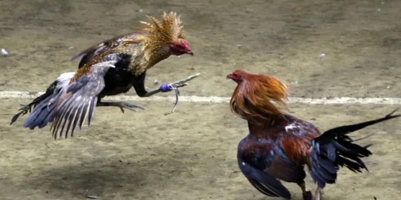 Giới thiệu sơ quan về các giống gà nổi tiếng nhất hiện nay