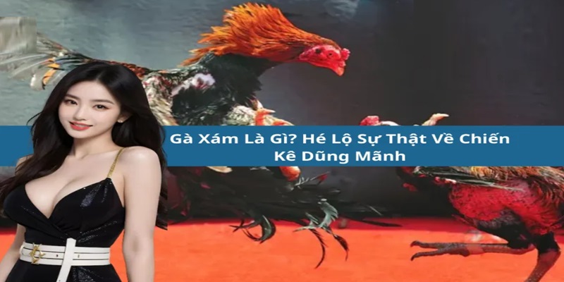 Gà xám là gì